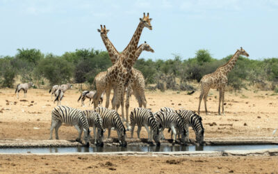 Safari in Namibia or Tanzania?