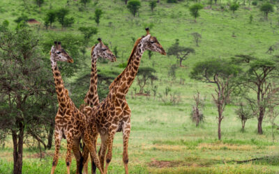 What is the best time to embark on a safari in Namibia?